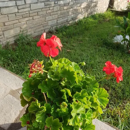 Mavridis House